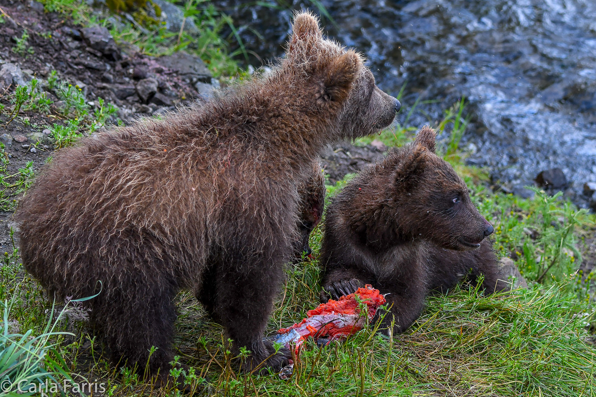 Grazer's (128) Cubs