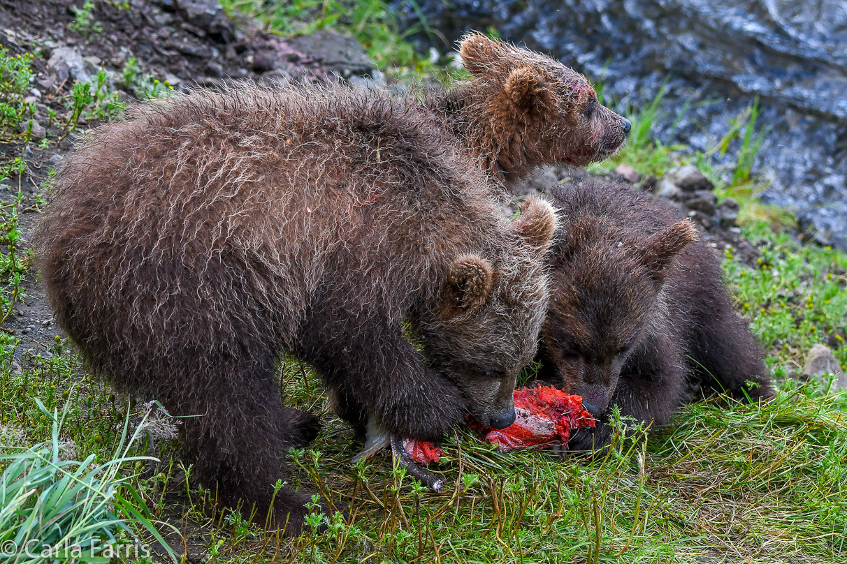 Grazer's (128) Cubs