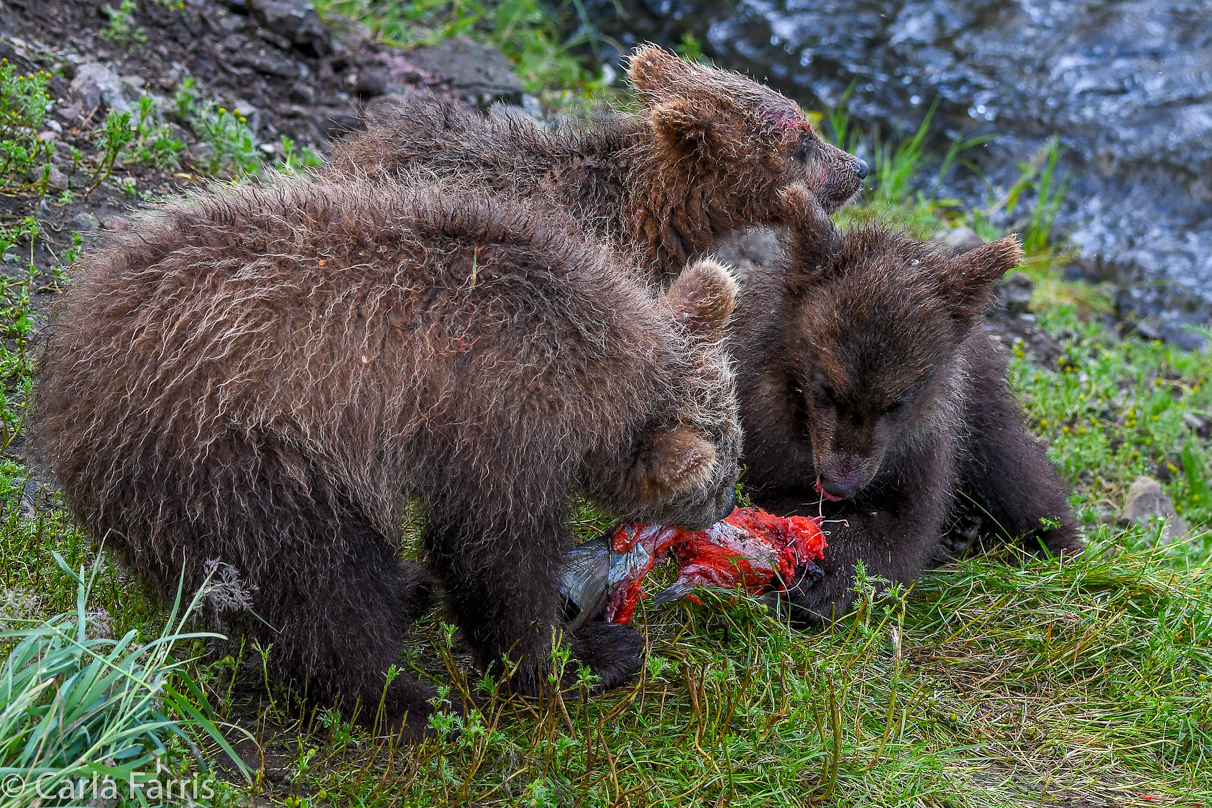 Grazer's (128) Cubs