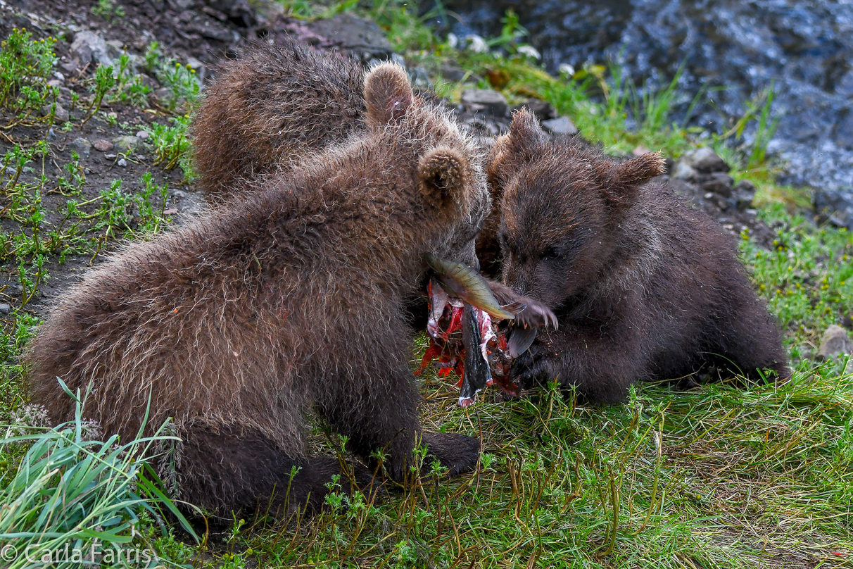 Grazer's (128) Cubs