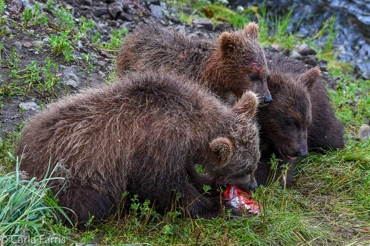 Grazer's (128) Cubs