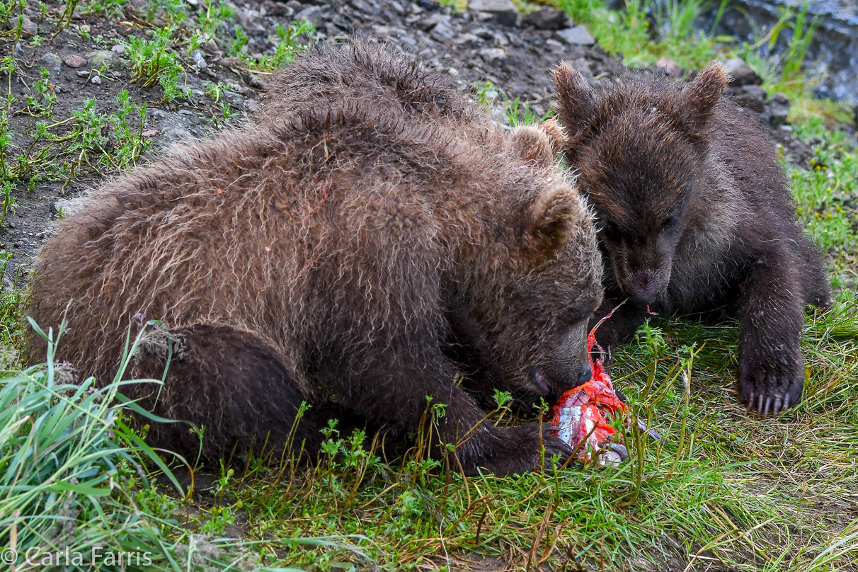 Grazer's (128) Cubs