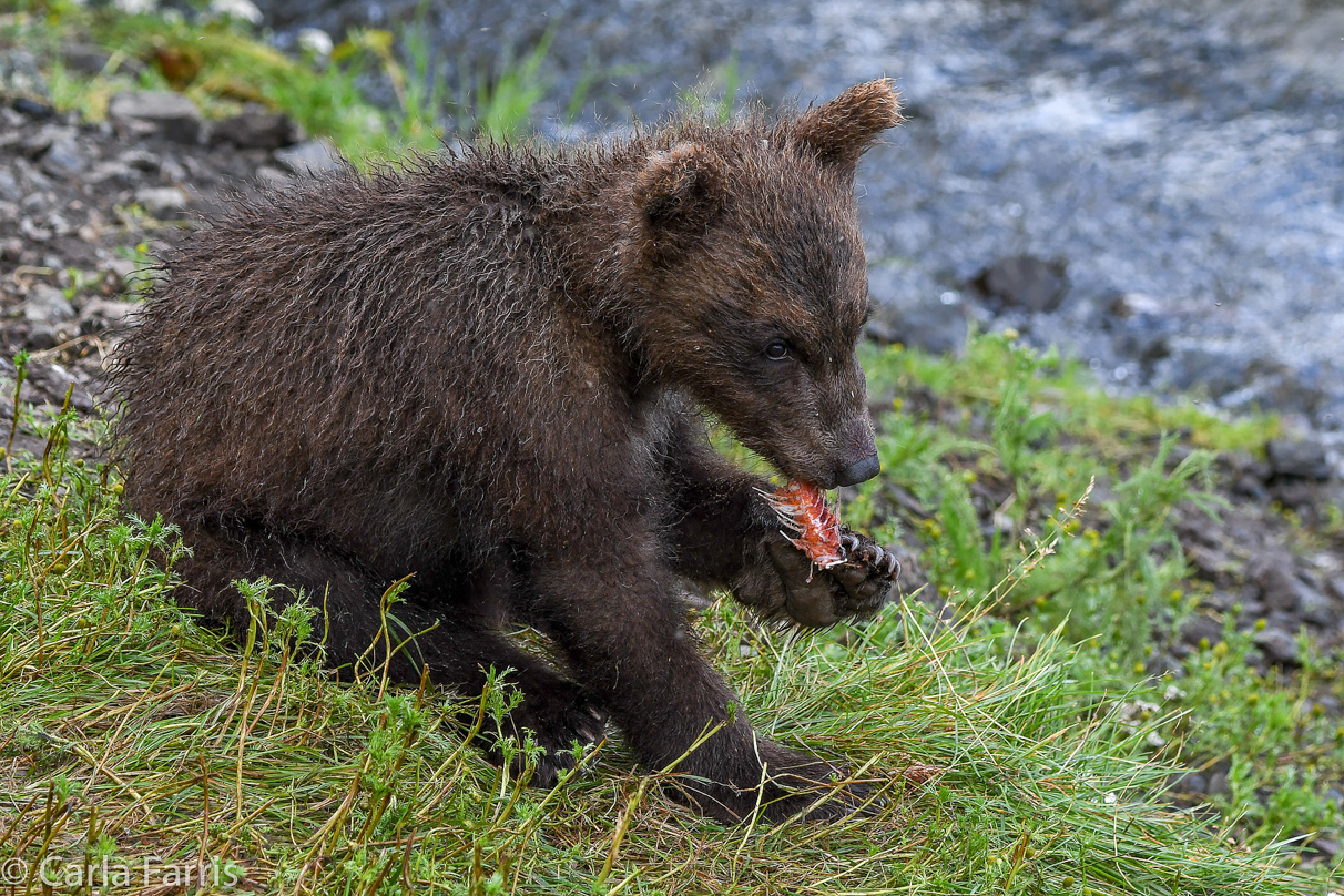 Grazer's (128) Cubs