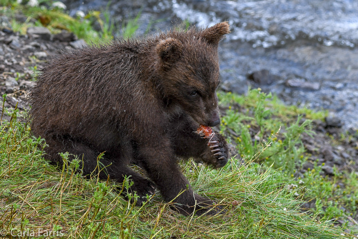 Grazer's (128) Cubs