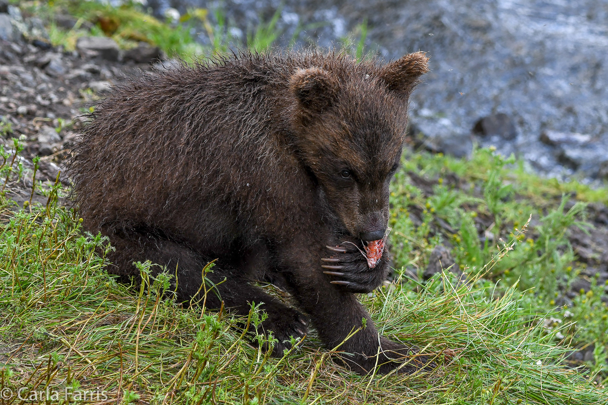 Grazer's (128) Cubs