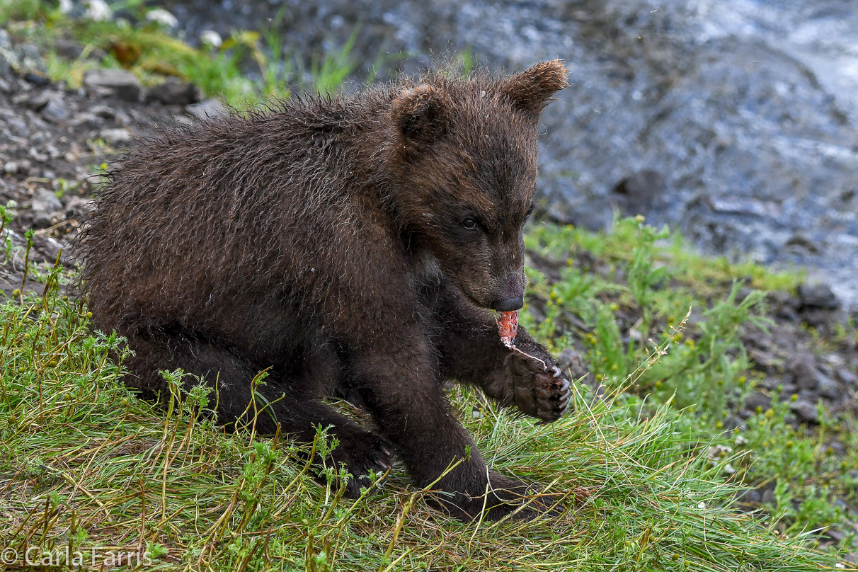 Grazer's (128) Cubs