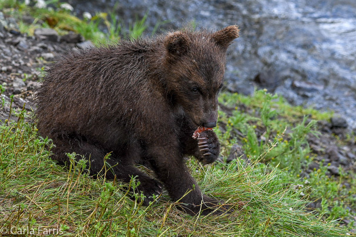 Grazer's (128) Cubs