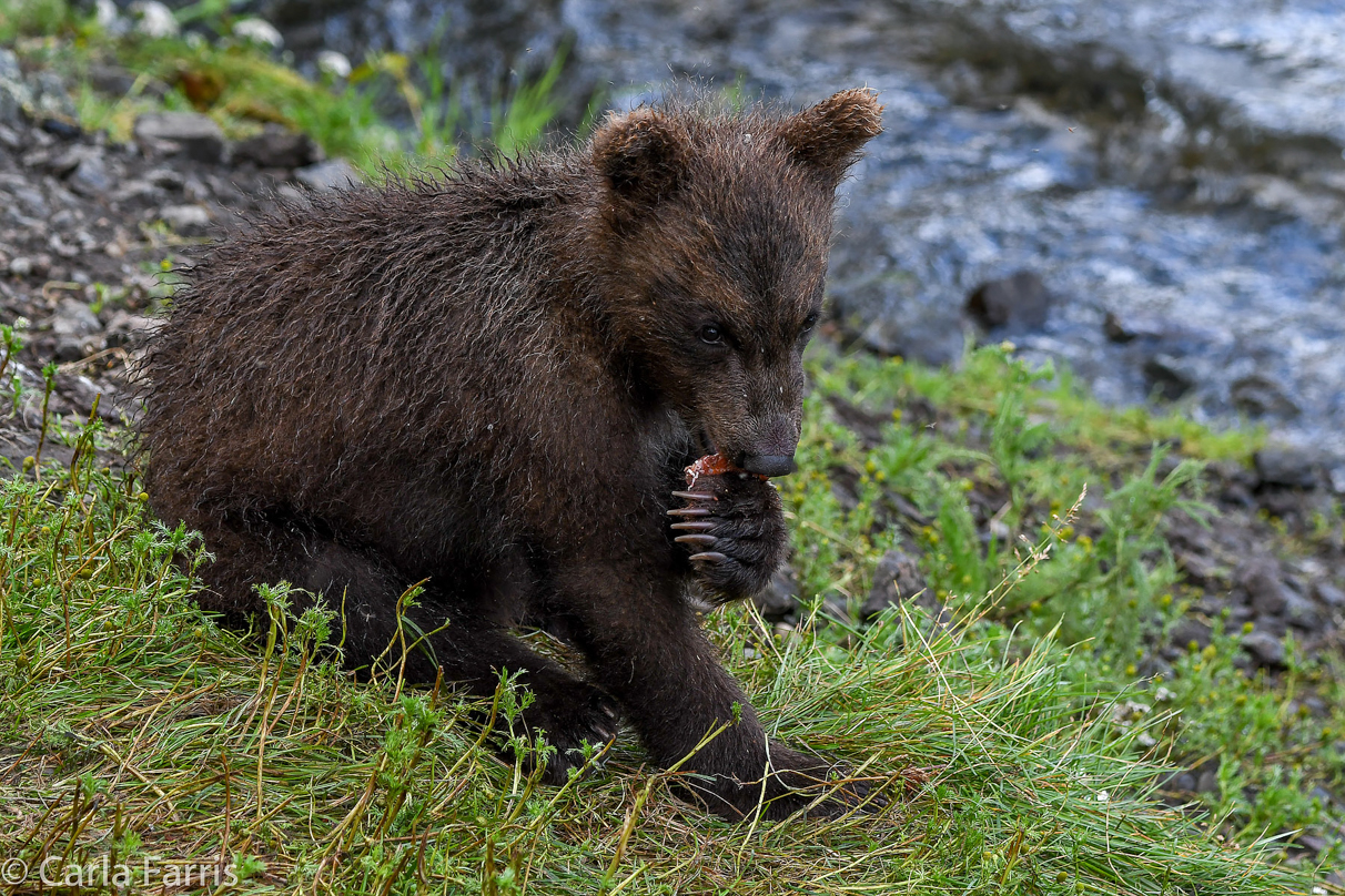 Grazer's (128) Cubs