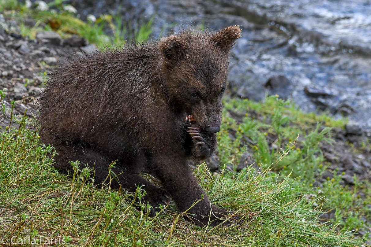 Grazer's (128) Cubs