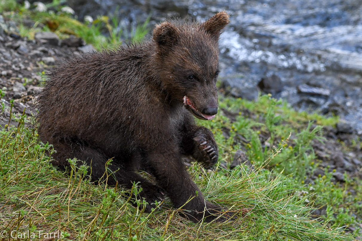 Grazer's (128) Cubs