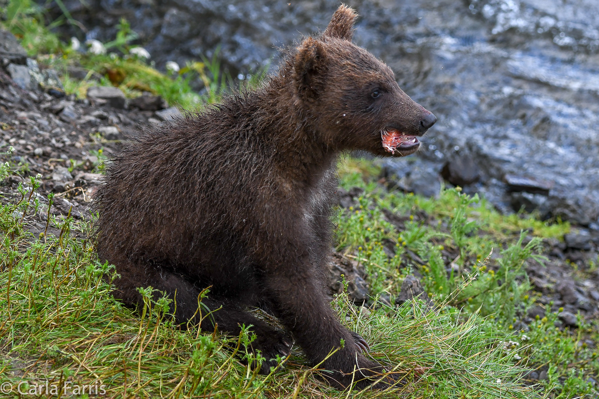 Grazer's (128) Cubs