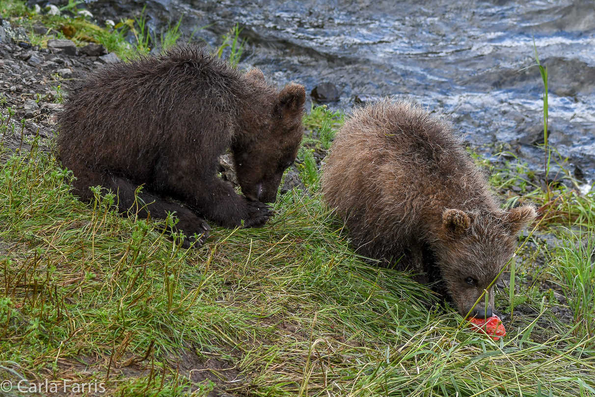 Grazer's (128) Cubs