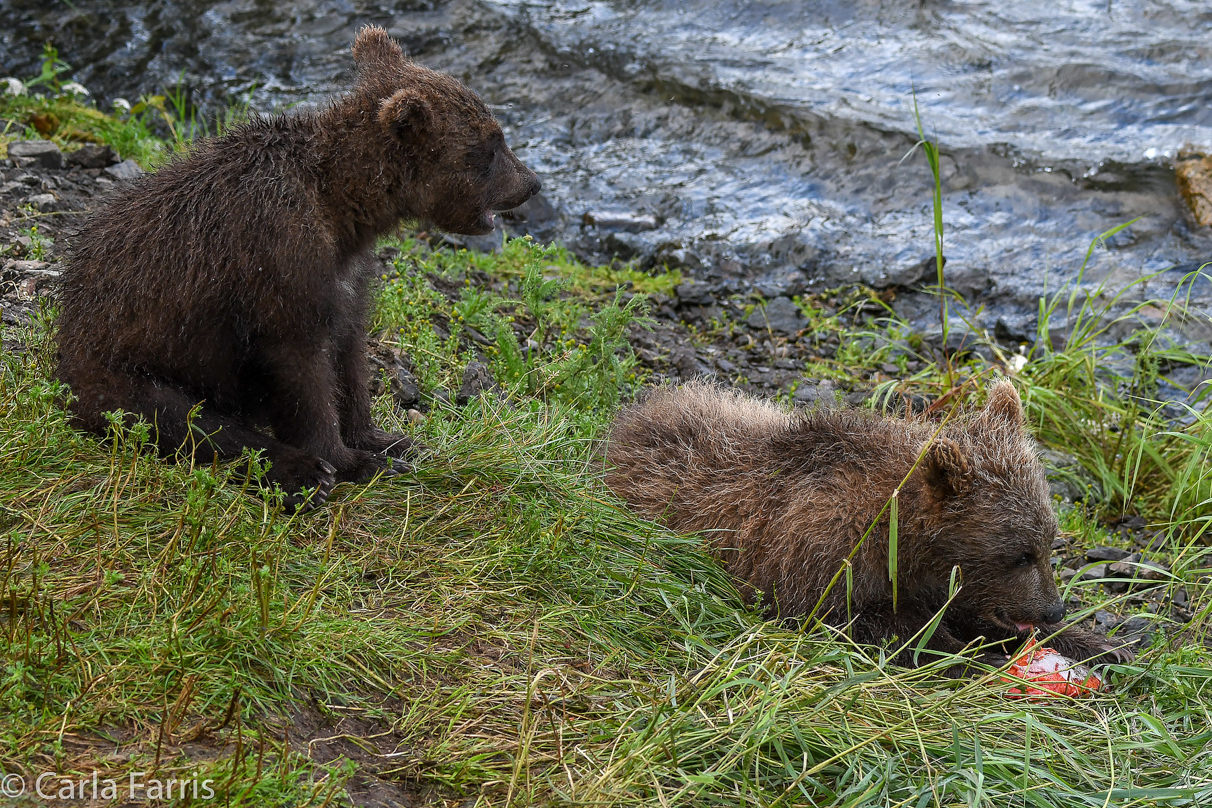 Grazer's (128) Cubs