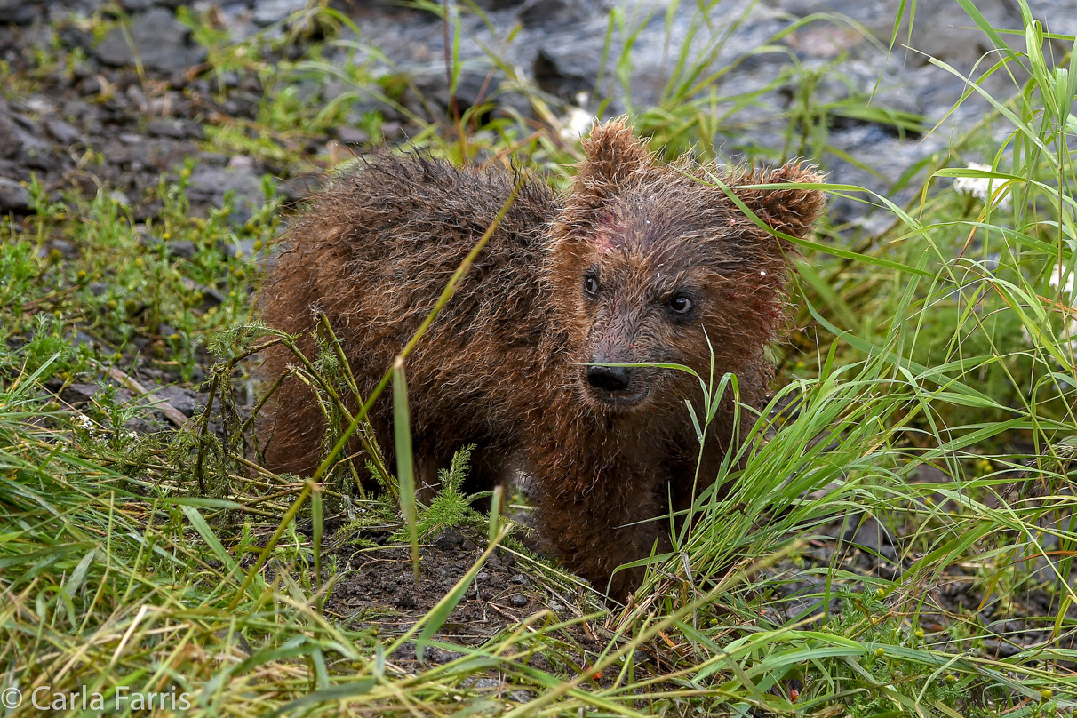 Grazer's (128) Cubs