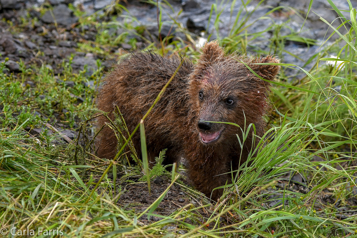 Grazer's (128) Cubs