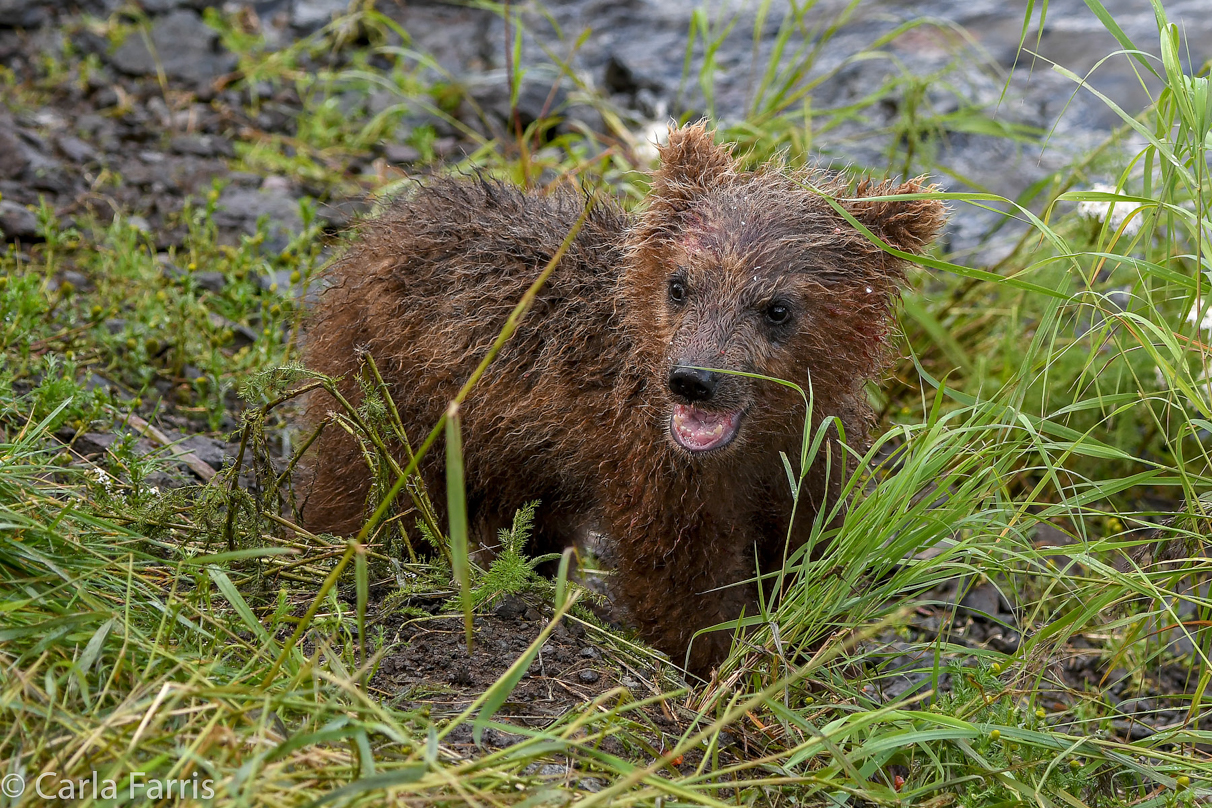 Grazer's (128) Cubs