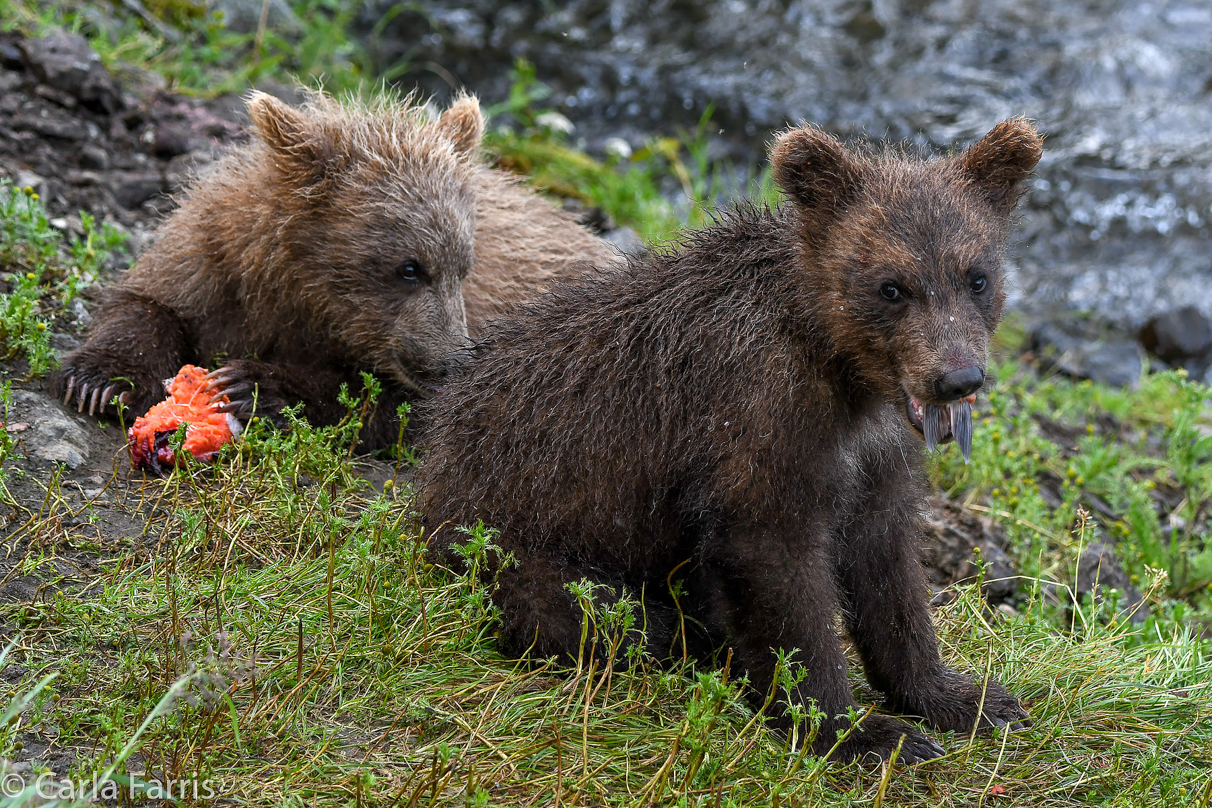 Grazer's (128) Cubs