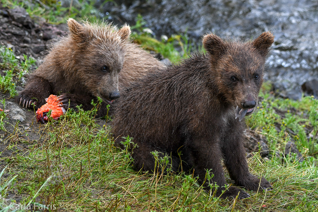 Grazer's (128) Cubs