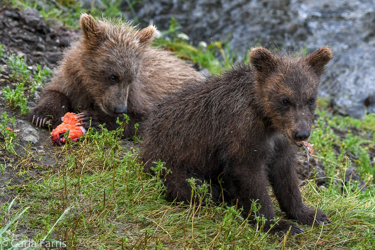 Grazer's (128) Cubs