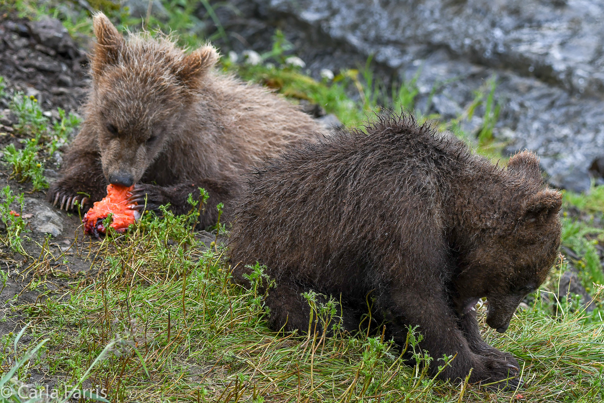 Grazer's (128) Cubs