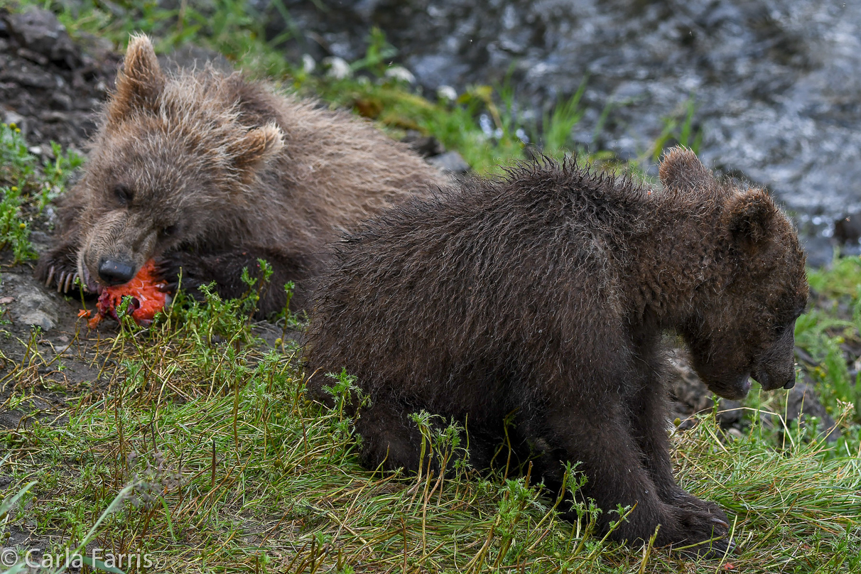 Grazer's (128) Cubs