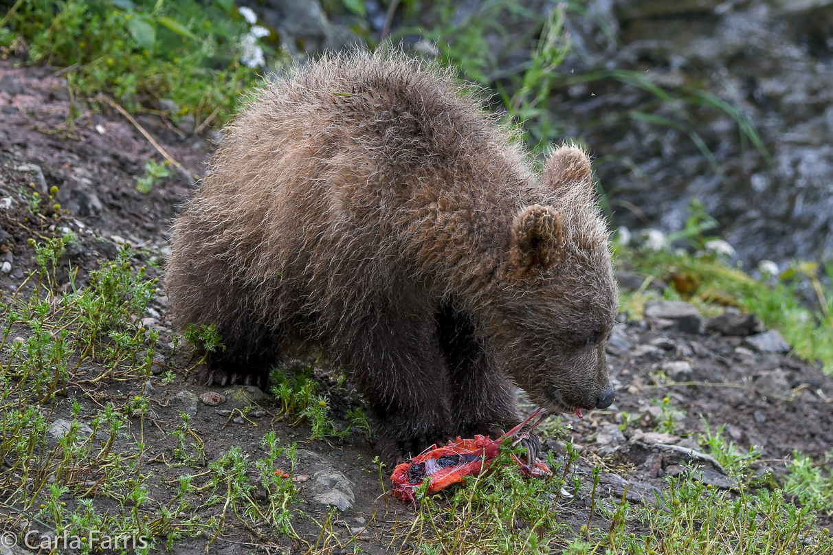 Grazer's (128) Cubs