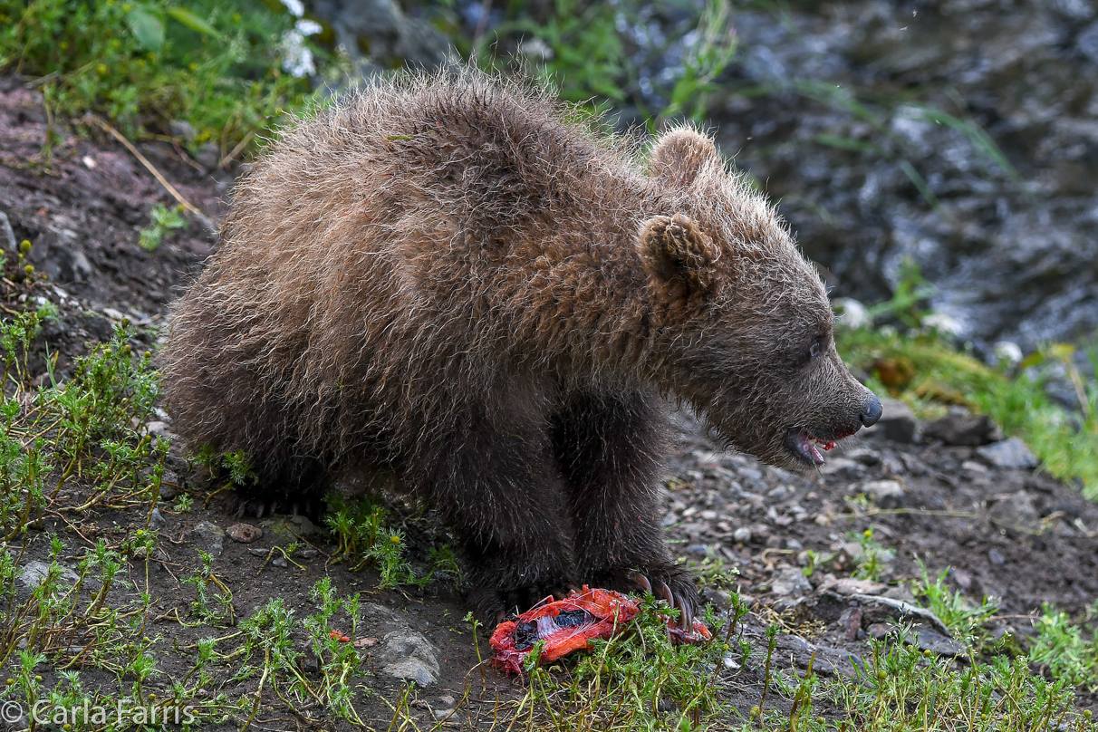 Grazer's (128) Cubs