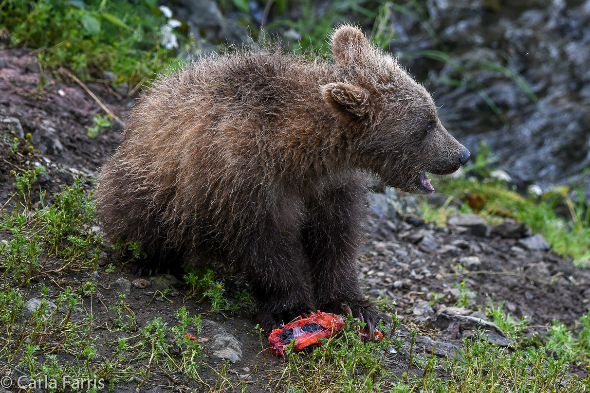 Grazer's (128) Cubs