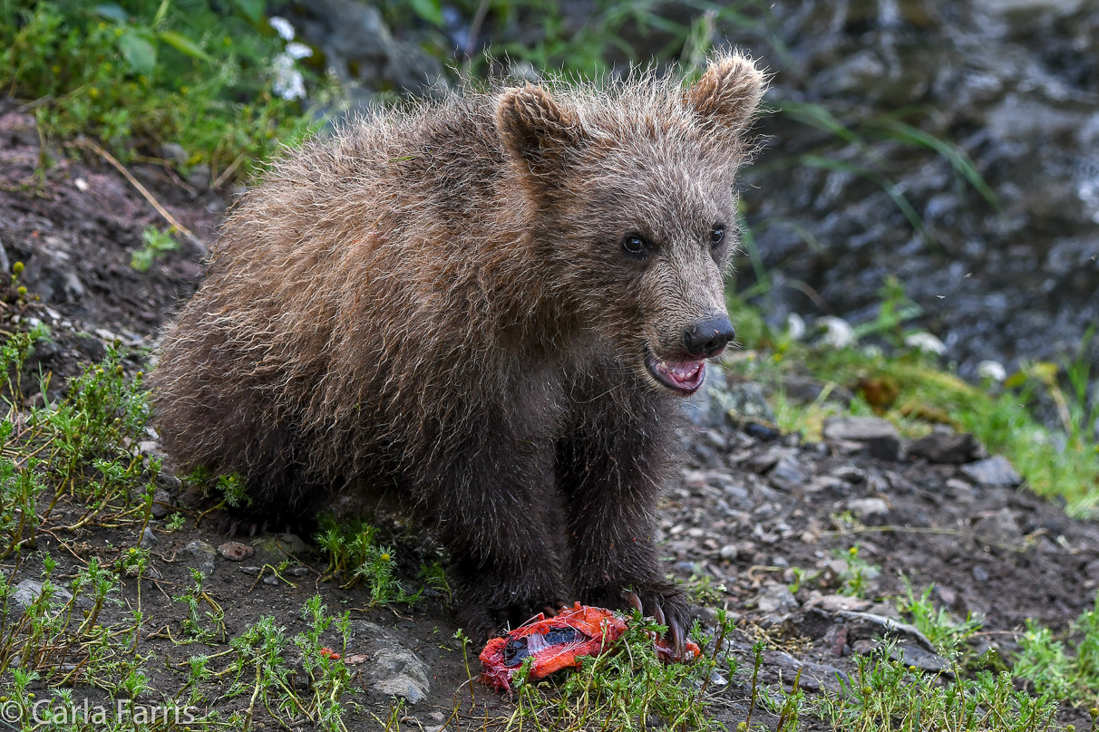 Grazer's (128) Cubs