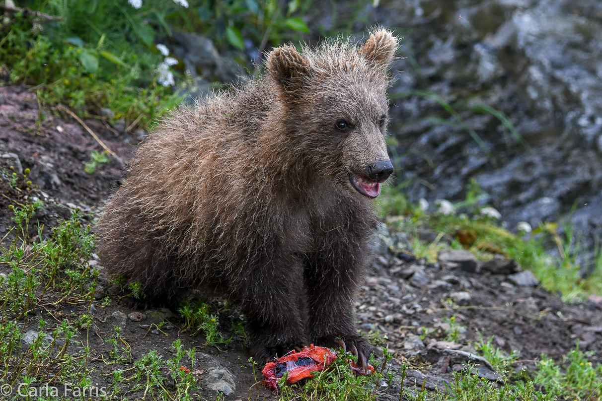 Grazer's (128) Cubs