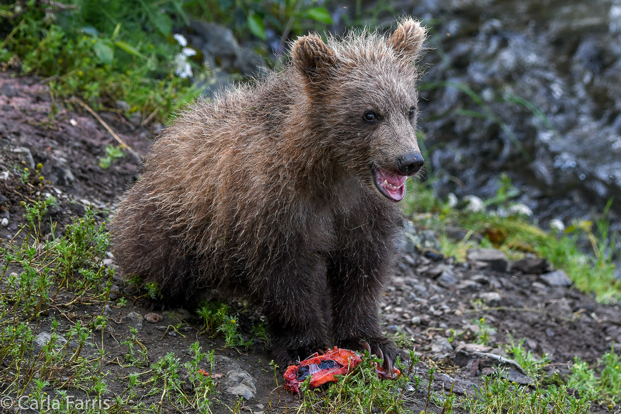 Grazer's (128) Cubs