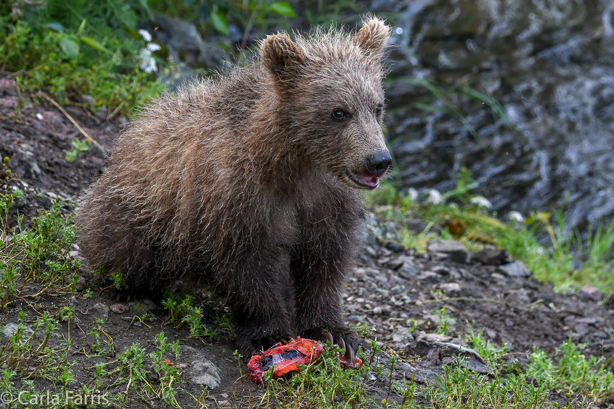 Grazer's (128) Cubs