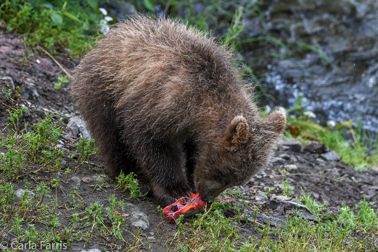 Grazer's (128) Cubs