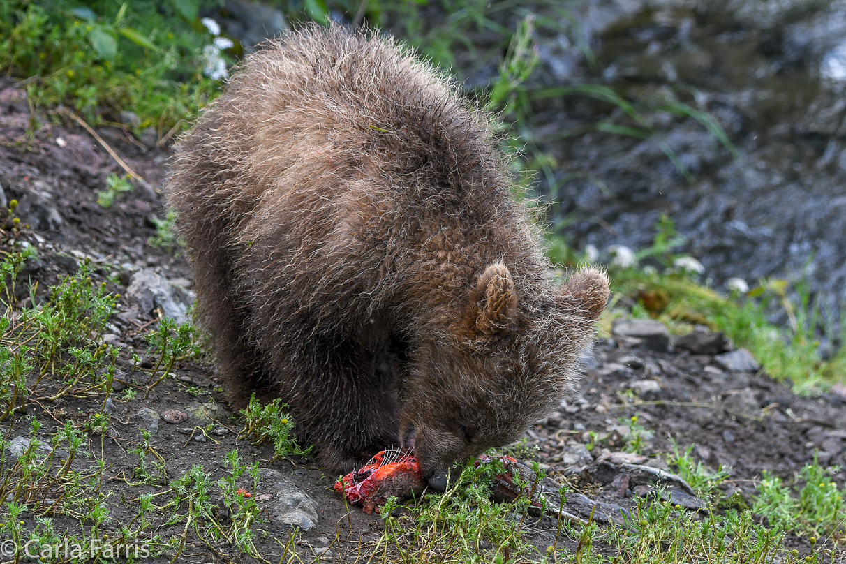 Grazer's (128) cub(s)