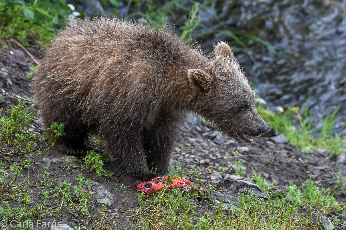 Grazer's (128) cub(s)