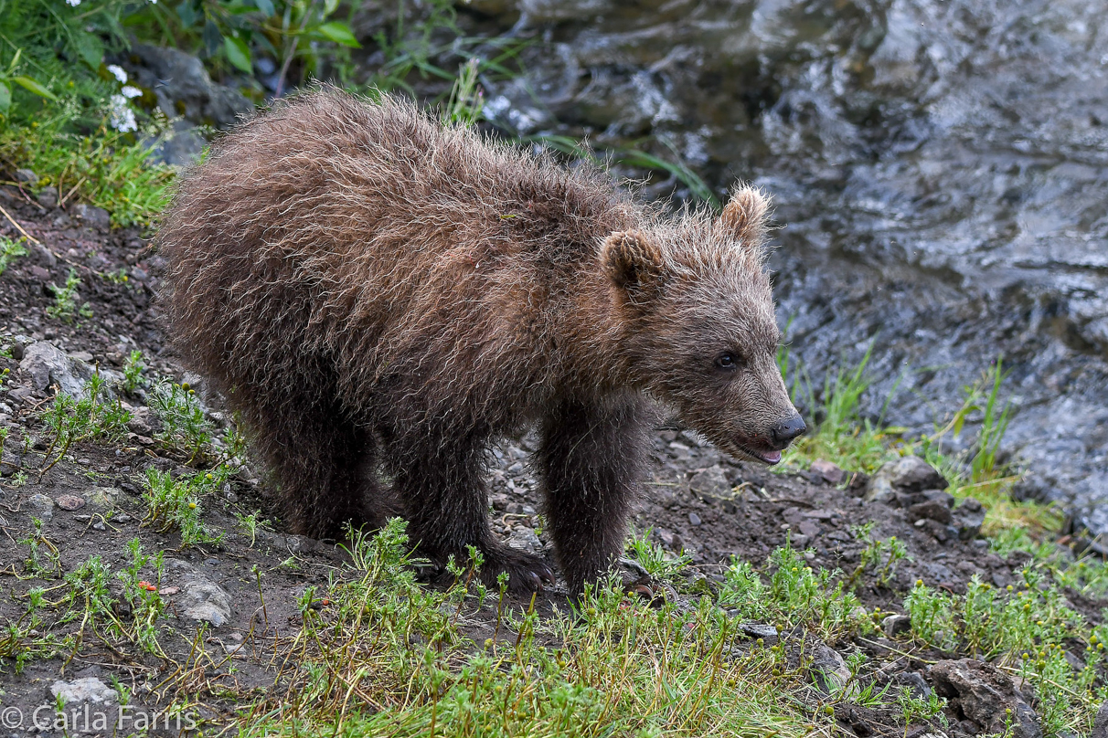 Grazer's (128) cub(s)