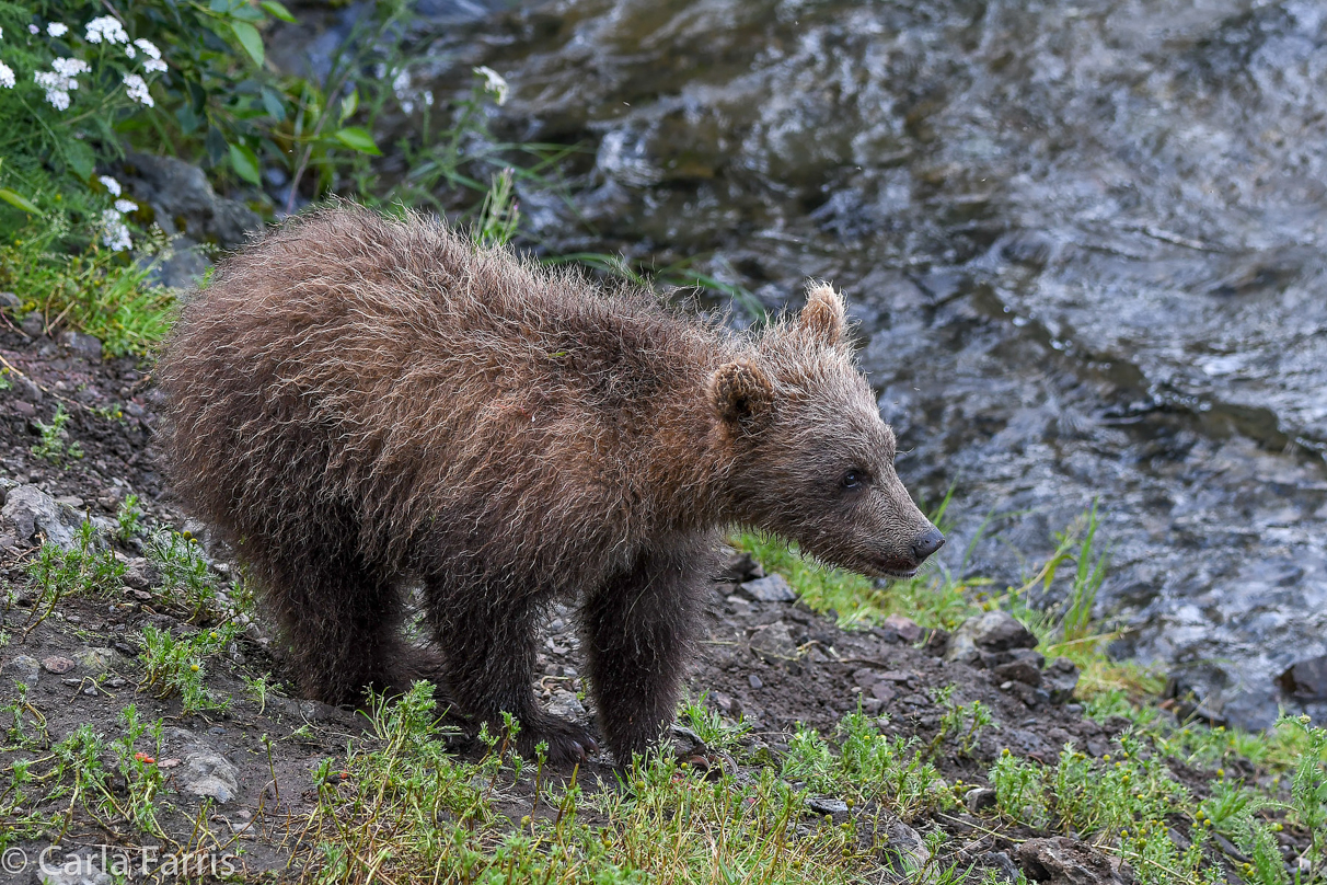 Grazer's (128) cub(s)