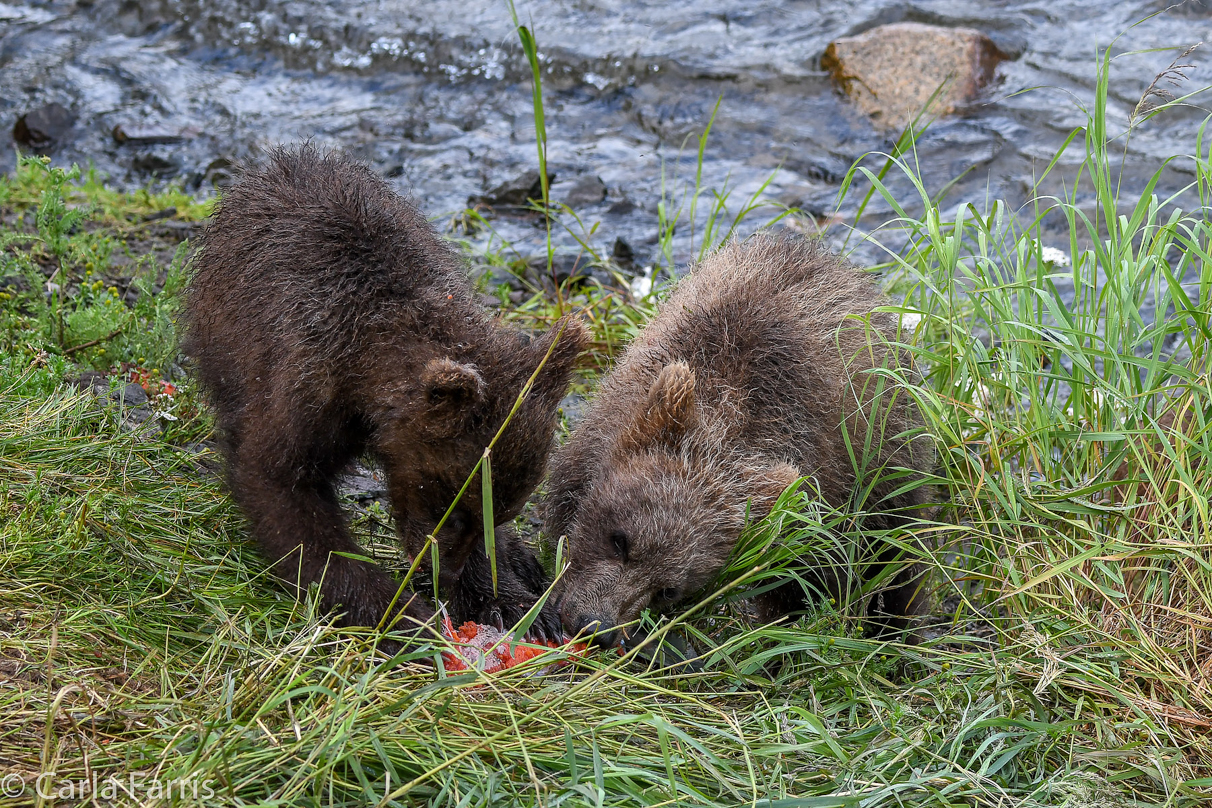 Grazer's (128) cub(s)