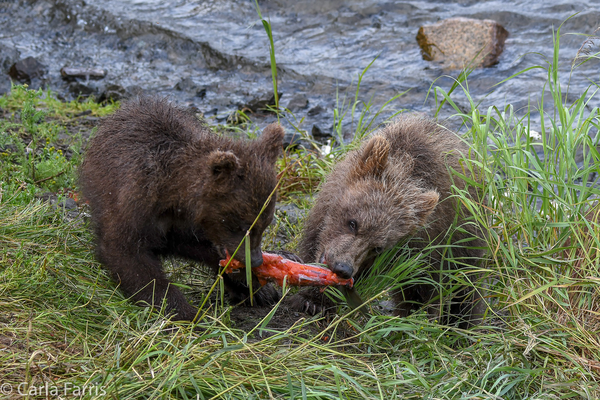 Grazer's (128) cub(s)