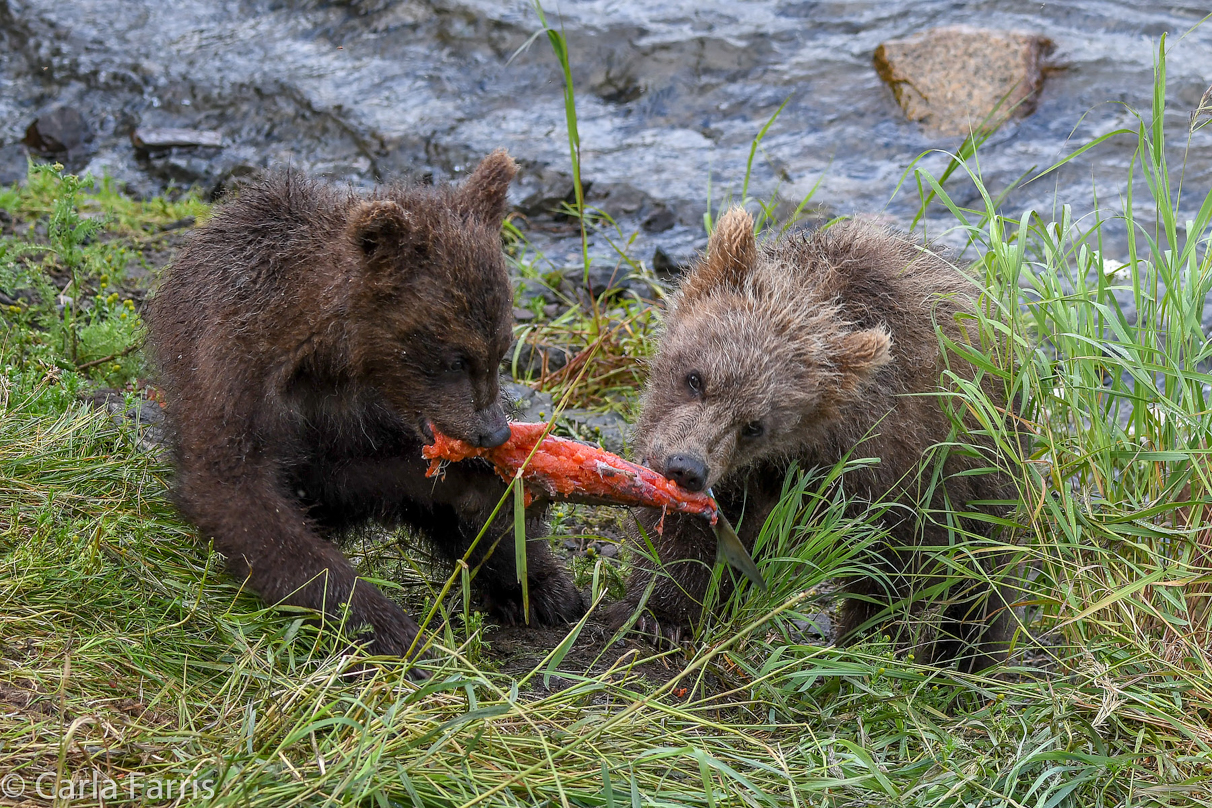 Grazer's (128) cub(s)