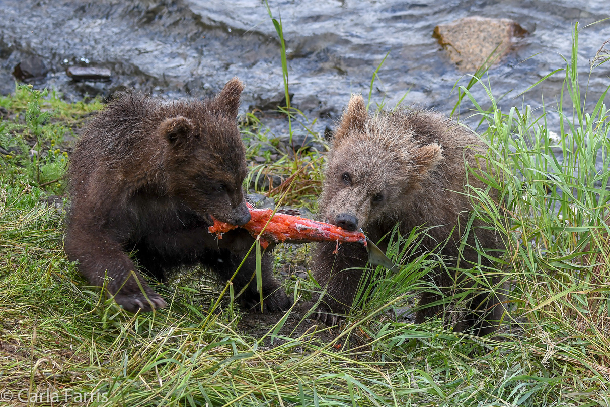 Grazer's (128) cub(s)