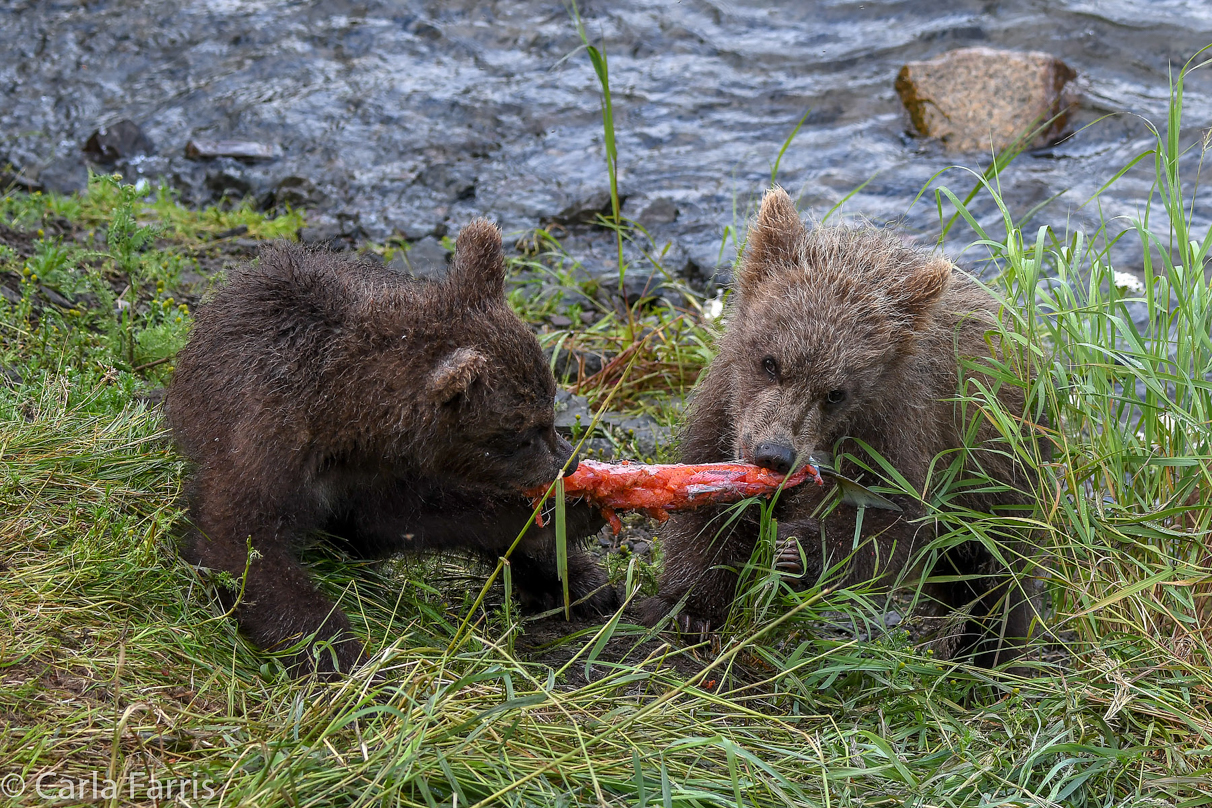 Grazer's (128) cub(s)