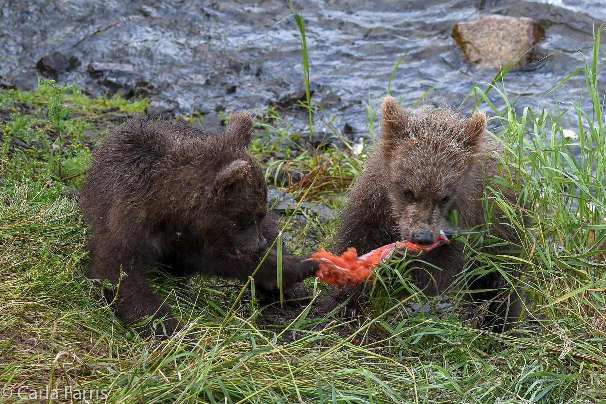 Grazer's (128) cub(s)