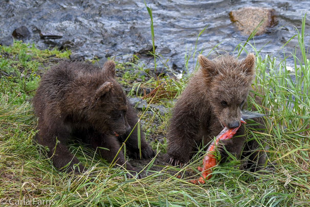 Grazer's (128) cub(s)