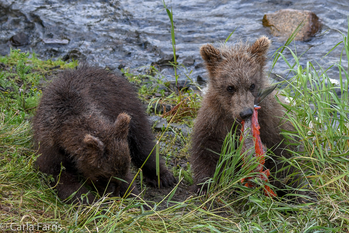 Grazer's (128) cub(s)