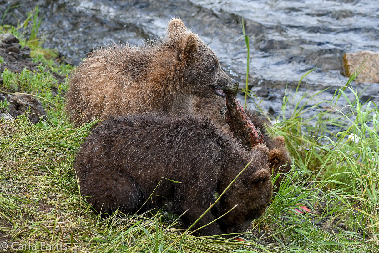 Grazer's (128) cubs