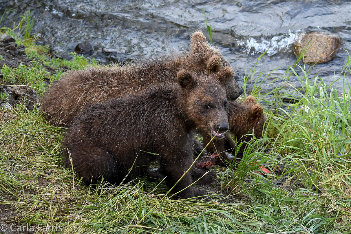 Grazer's (128) cubs