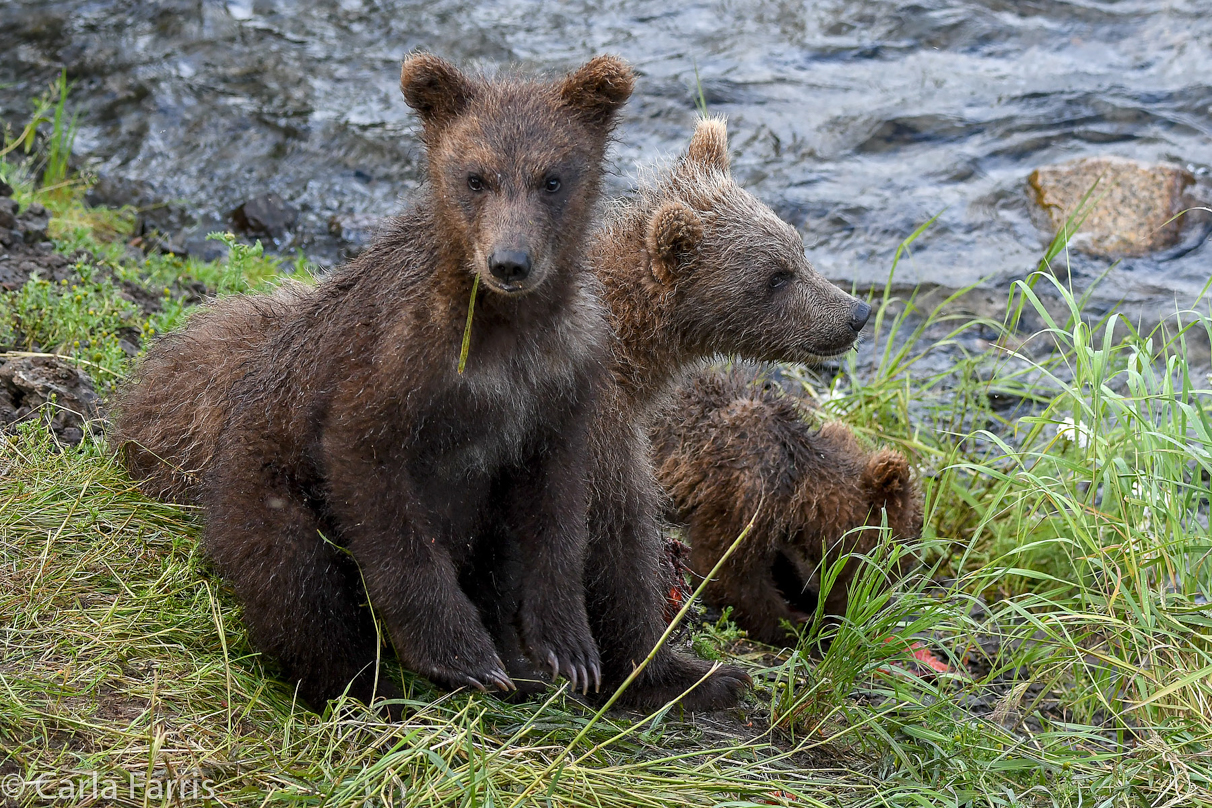 Grazer's (128) cubs