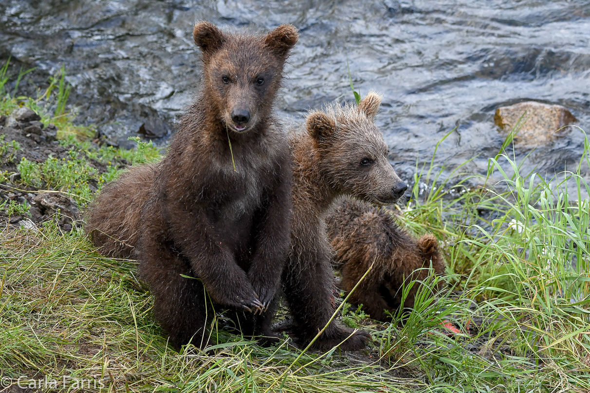 Grazer's (128) cubs