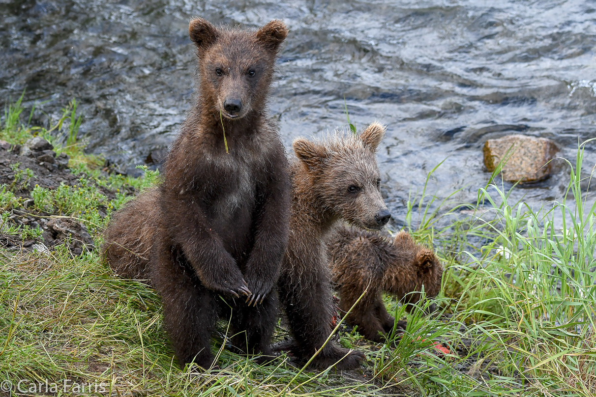 Grazer's (128) cubs